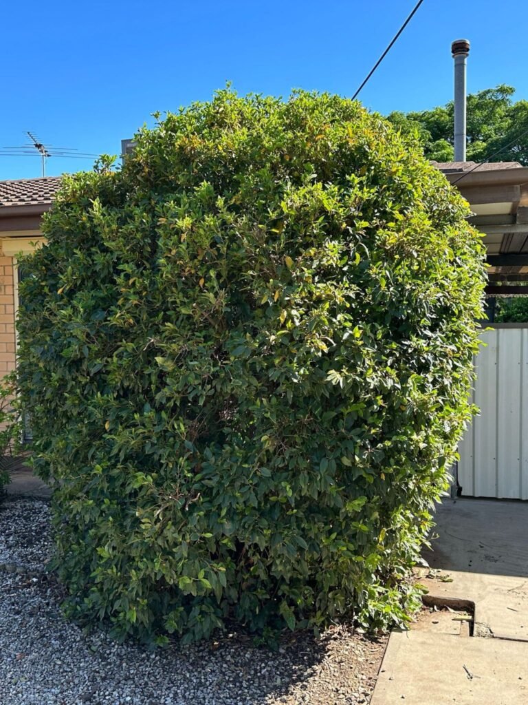 Lawns Gardens Trees (6)